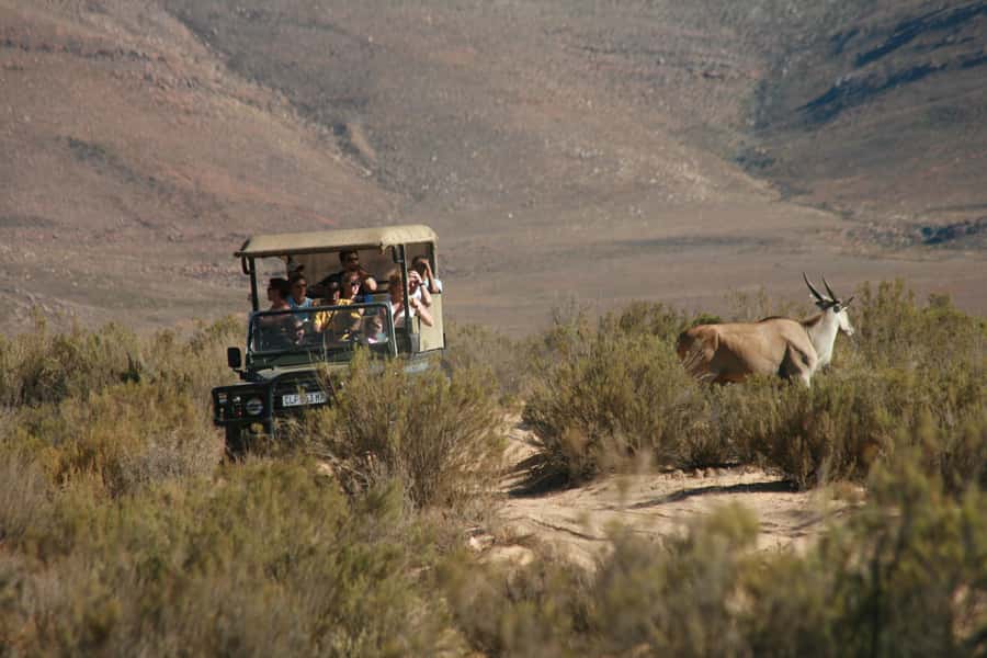 The Best Private Cape Town Safari Day Trip - Aquila Big 5 - Lunch and the reserve’s afternoon pause