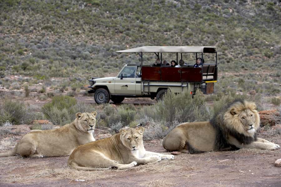 The Best Private Cape Town Safari Day Trip - Aquila Big 5 - The 16:30 return to Cape Town