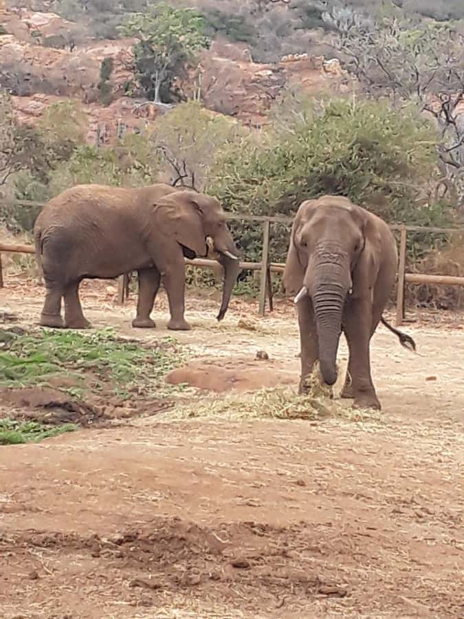 The Elephant and Monkey Sanctuary. - Starting from Johannesburg and heading toward Hartbeespoort