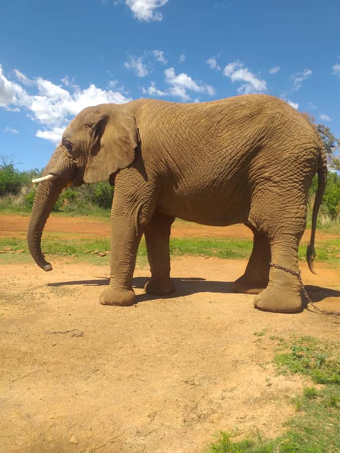 The Elephant and Monkey Sanctuary. - Meeting monkeys that may climb onto you