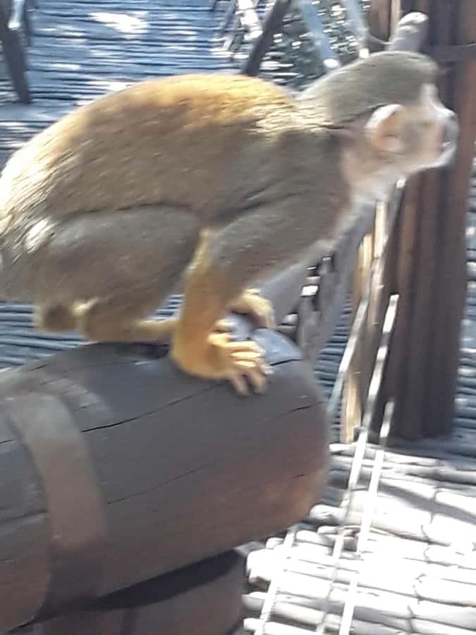 The Elephant and Monkey Sanctuary. - Practical preparation for the animal sessions