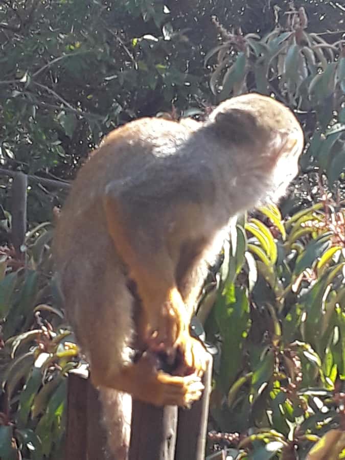 The Elephant and Monkey Sanctuary. - FAQ