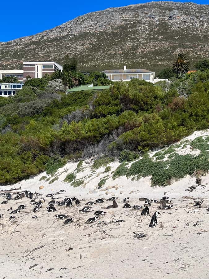 The Ultimate Cape of Good Hope Experience - A full Cape Peninsula day from beach huts to Cape Point