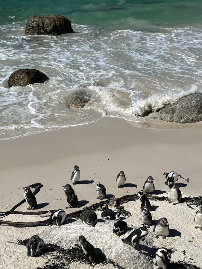 The Ultimate Cape of Good Hope Experience - Boulders Beach and the African penguin colony