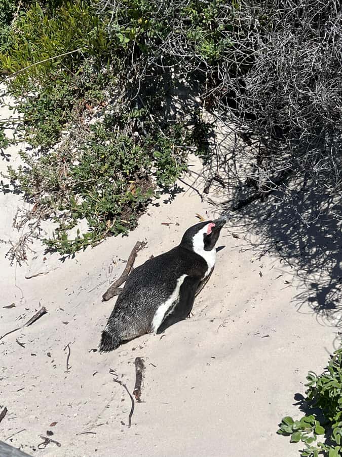 The Ultimate Cape of Good Hope Experience - The guide makes the biggest difference