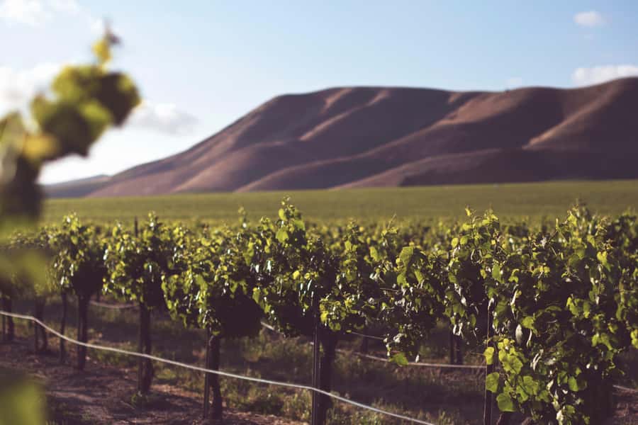 Tour the Winelands: Stellenbosch to Franschhoek - Three wine estates, one Cape Town day