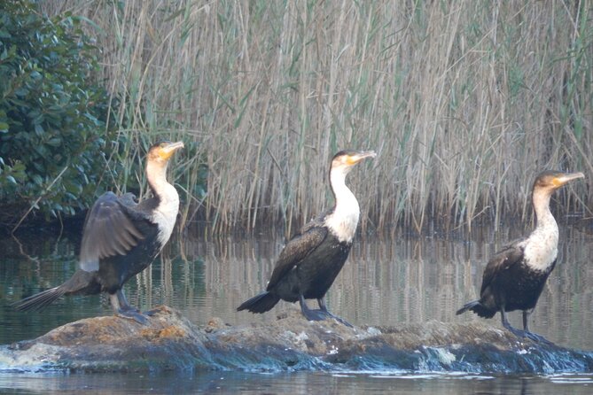 Touw River Boat Cruise - Wilderness National Park - A gentle way to see Wilderness National Park