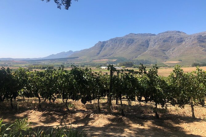 Vine Hopper: Hop-On Hop-Off Wine Tour - Northern Route - Warwick for lunch and a slower afternoon