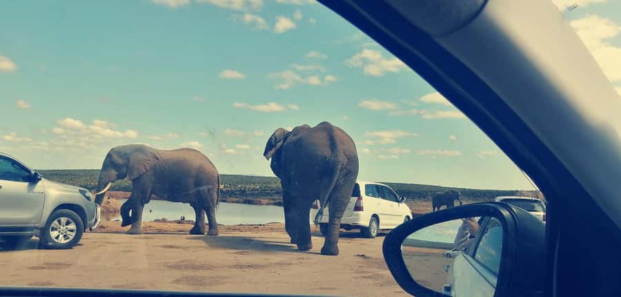 Visit Port Elizabeth :Addo Elephant Park Wildlife Safari - Key points to know before booking