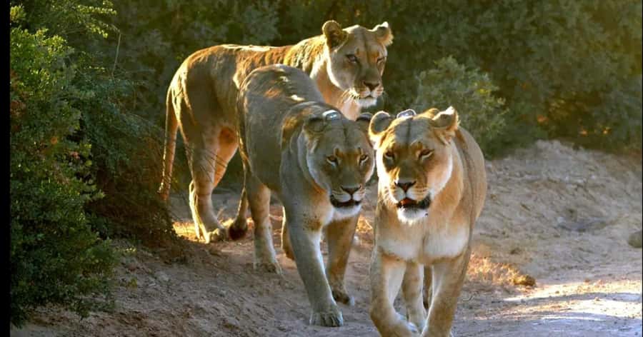Visit Port Elizabeth :Addo Elephant Park Wildlife Safari - Should you book it?