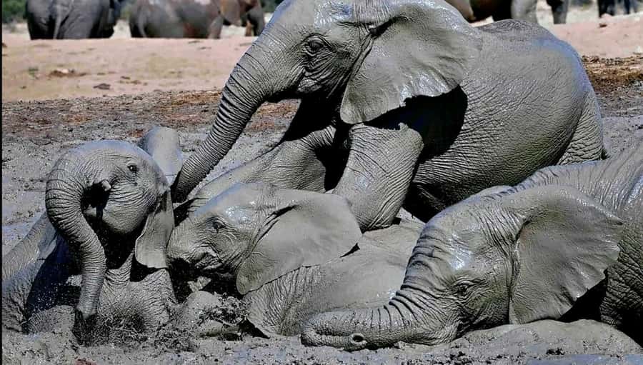 Visit Port Elizabeth :Addo Elephant Park Wildlife Safari - What you might see beyond the elephants