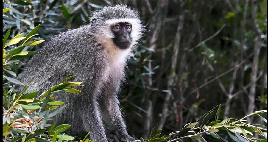 Visit Port Elizabeth :Addo Elephant Park Wildlife Safari - How the guide affects the quality of the drive