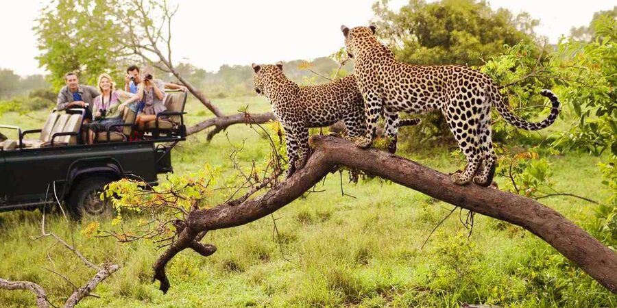 Visit Port Elizabeth :Addo Elephant Park Wildlife Safari - Pickup from Port Elizabeth and the time question