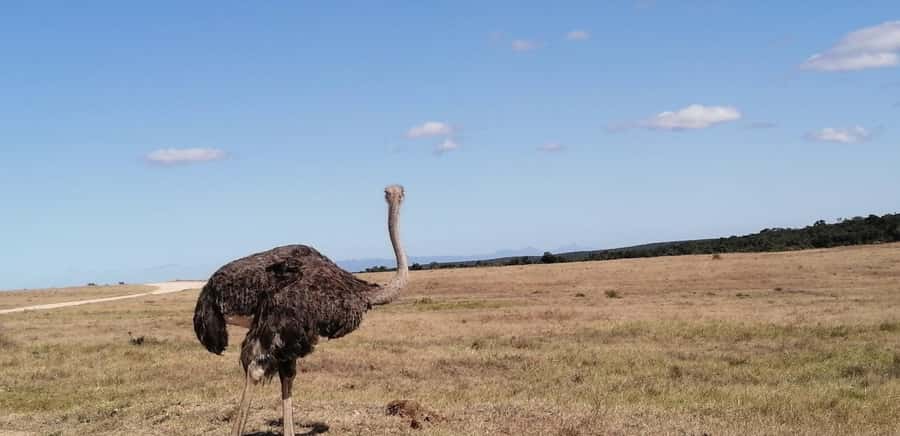 Visit Port Elizabeth :Addo Elephant Park Wildlife Safari - Is $156 good value for a four-hour safari?