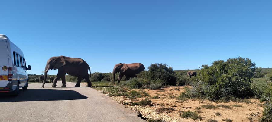Visit Port Elizabeth :Addo Elephant Park Wildlife Safari - Who should book this Addo experience?