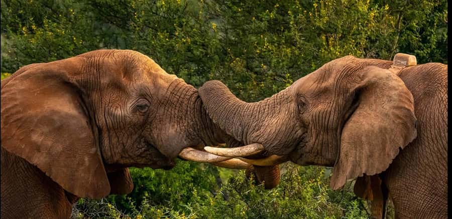 Visit Port Elizabeth :Addo Elephant Park Wildlife Safari - Four hours in the park, with a useful balance of drive time