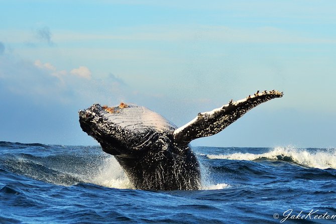 Whale, Dolphin & Penguin Island Cruise - A patient morning on Algoa Bay