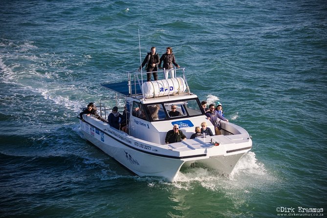 Whale, Dolphin & Penguin Island Cruise - Seals, seabirds, and the wider marine web