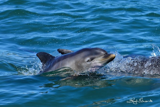 Whale, Dolphin & Penguin Island Cruise - What the crew adds to the experience