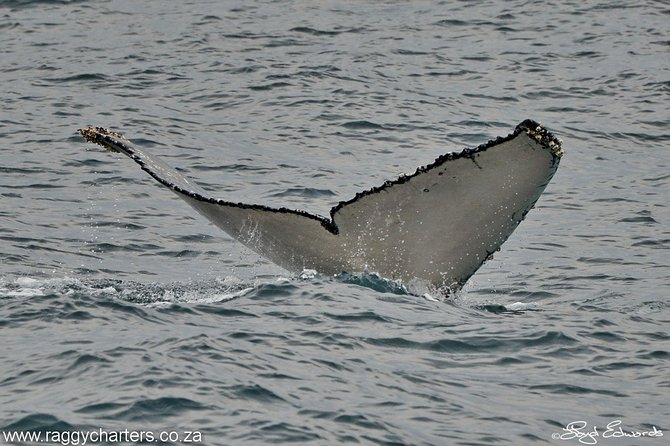 Whale, Dolphin & Penguin Island Cruise - My verdict on the Algoa Bay cruise