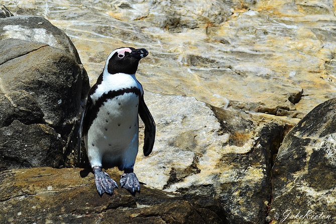 Whale, Dolphin & Penguin Island Cruise - St. Croix Island and its endangered penguins