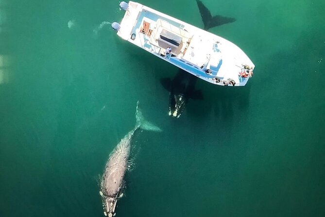 Whale Watching from Gansbaai - Leaving Gansbaai Harbour for De Keldar