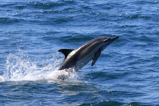 Whale Watching from Gansbaai - Sea conditions, comfort, and what to pack