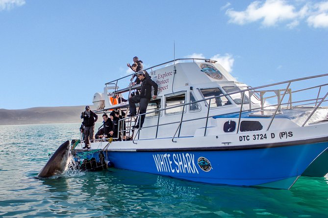 Whale Watching from Gansbaai - How much value do you get for $112.15?