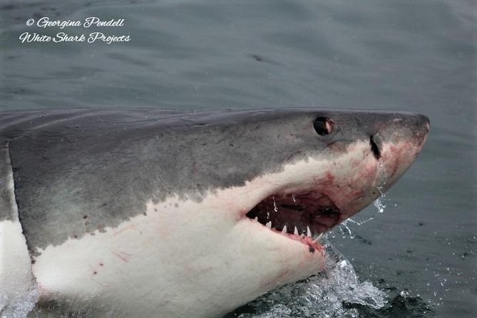 Whale Watching from Gansbaai - Booking, timing, and cancellation details