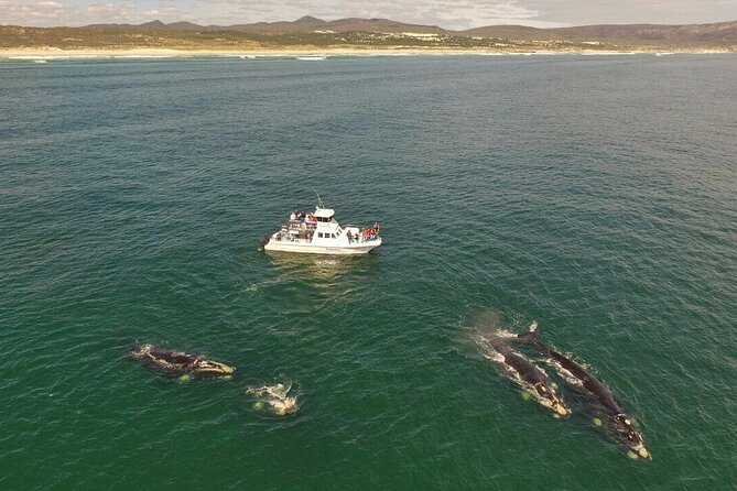 Whale Watching from Gansbaai - Looking for southern right whales near the cliffs