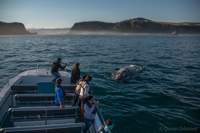 Whale Watching Knysna - Close Encounter Experience Ocean Odyssey - Setting out from Thesen Island