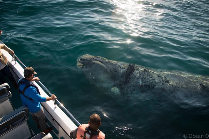 Whale Watching Knysna - Close Encounter Experience Ocean Odyssey - Dolphins, seals, and seabirds add variety