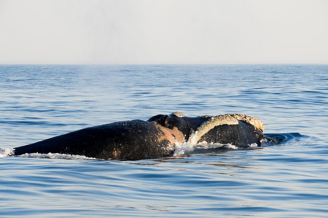 Whale Watching Knysna - Close Encounter Experience Ocean Odyssey - The guide commentary gives the trip purpose
