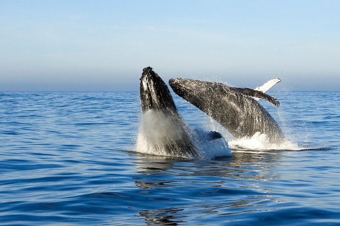 Whale Watching Knysna - Close Encounter Experience Ocean Odyssey - Is $94.90 good value?