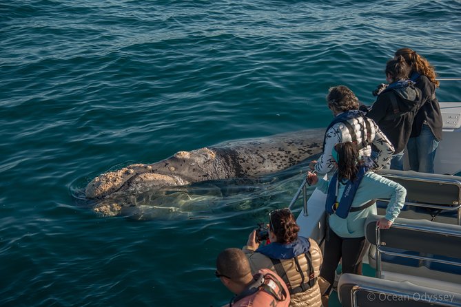 Whale Watching Knysna - Close Encounter Experience Ocean Odyssey - Passing through The Heads and reaching open water