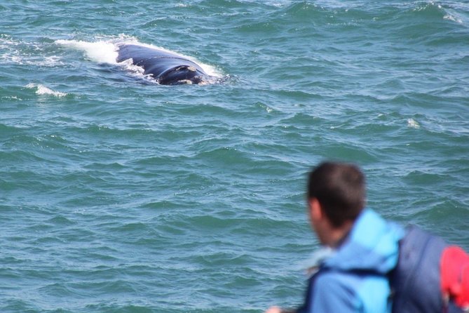 Whale Watching Walking Tours (Land-Based) - from JUNE 2025 - What Percy adds to the outing