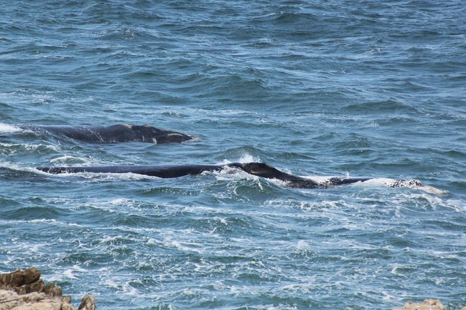 Whale Watching Walking Tours (Land-Based) - from JUNE 2025 - Whale sightings, patience, and realistic expectations