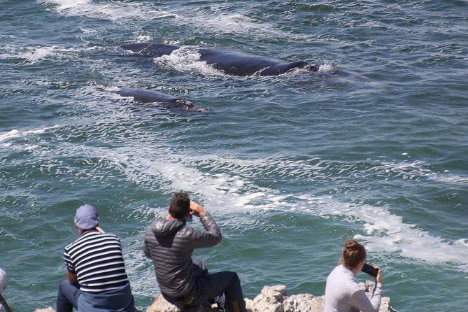 Whale Watching Walking Tours (Land-Based) - from JUNE 2025 - Riding between 5 to 7 coastal viewpoints
