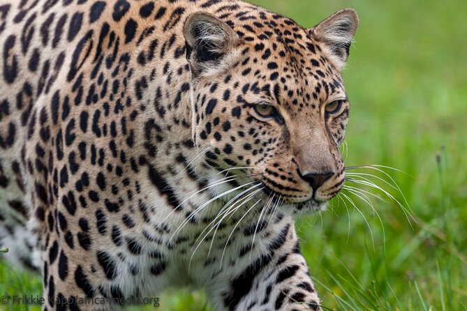 Wild Cat Experience Tour - The penguin pool and smaller wildlife