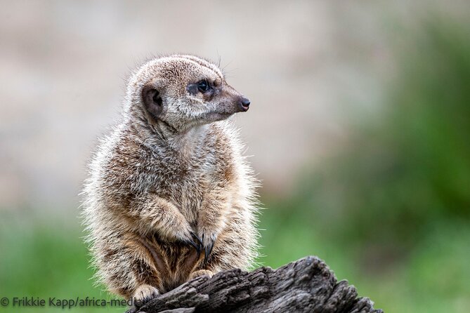Wild Cat Experience Tour - Why the guide matters