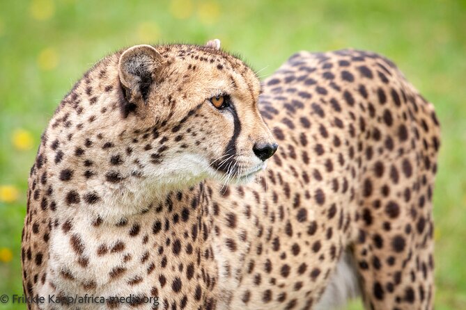 Wild Cat Experience Tour - A one-hour itinerary that moves quickly