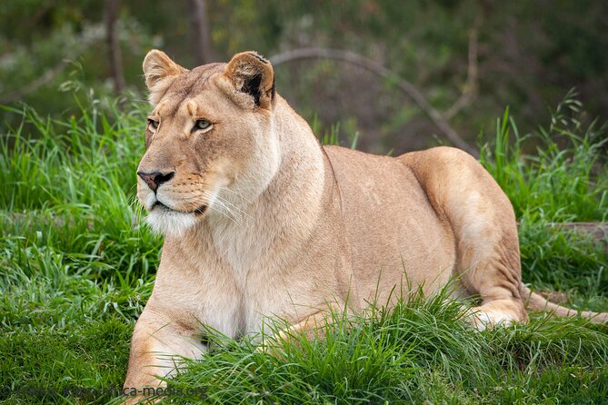 Wild Cat Experience Tour - What $22.72 buys you