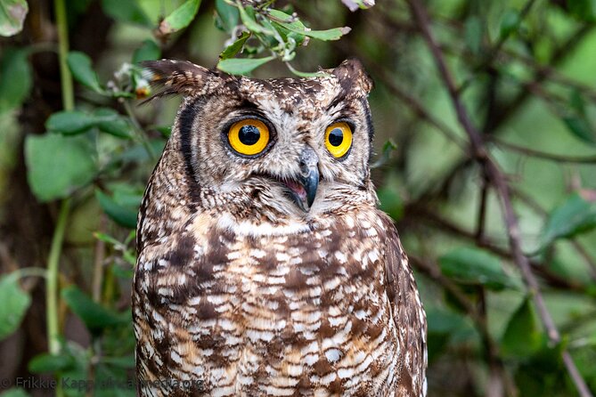 Wild Cat Experience Tour - The animal welfare question