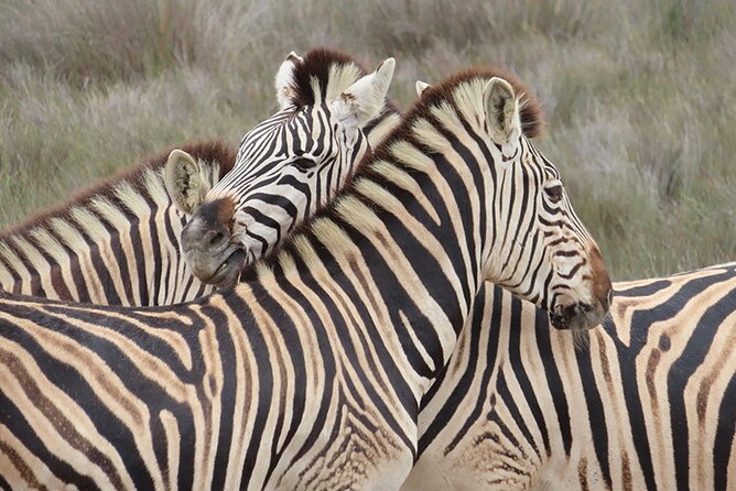 Wildlife Safari, Olive, Beer/Wine Tasting Day Tour from Cape Town - Leaving Cape Town in a comfortable minivan