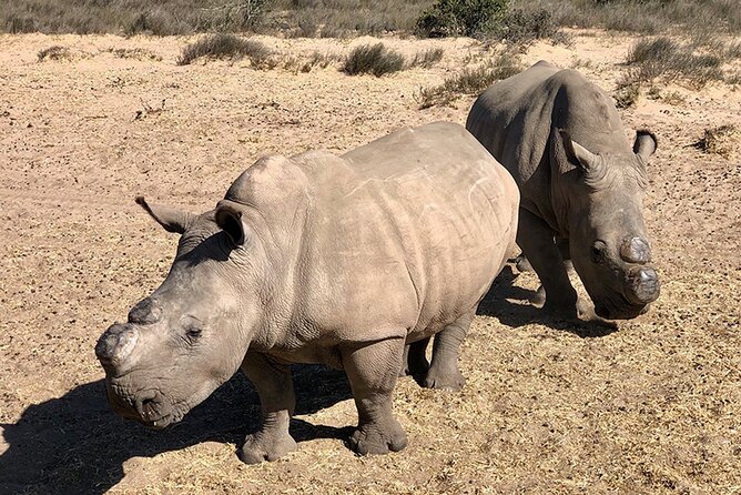 Wildlife Safari, Olive, Beer/Wine Tasting Day Tour from Cape Town - Three hours among wildlife at Buffelsfontein
