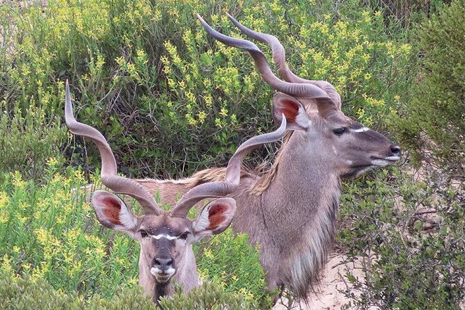 Wildlife Safari, Olive, Beer/Wine Tasting Day Tour from Cape Town - Darling Sweets for a quick final taste