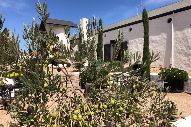 Wildlife Safari, Olive, Beer/Wine Tasting Day Tour from Cape Town - Darling Olives and the West Coast food angle
