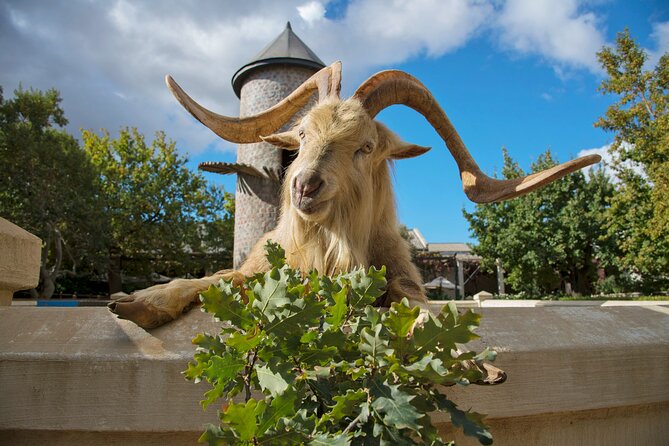 Wine Tasting in Cape's Top Three Winelands Private Tour - Why this Cape winelands route works
