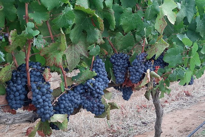 Wine Tour to Stellenbosch & Franschhoek with Tastings & Lunch - La Bri pairs chocolate with another look at winemaking